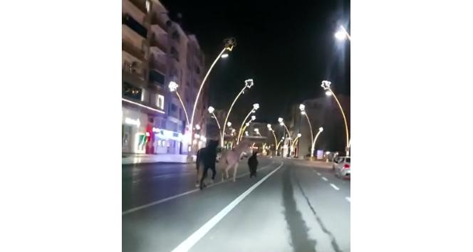 Kısıtlamada sokaklar atlara kaldı