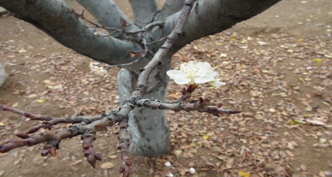 Erik ağacı, Aralık ayında çiçek açtı