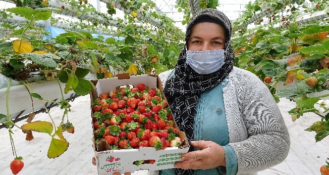 Türkiye’nin ilk asansörlü serasında kış ayında üretildi