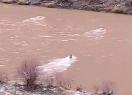 Tunceli’de 3 kurt çayı böyle geçti