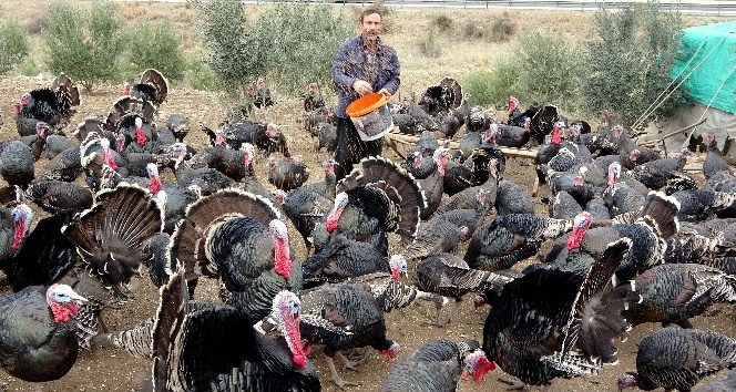 Yılbaşı hindileri el yakıyor
