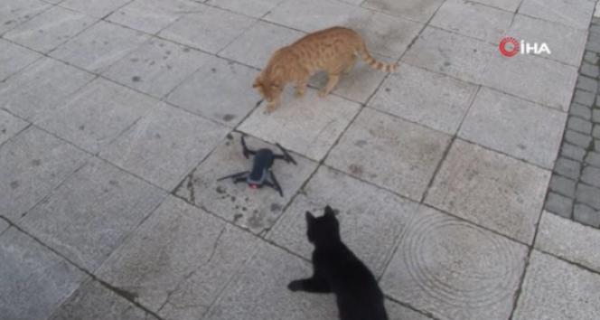 Kedilerin 'drone' a saldırısı renkli görüntülere sahne oldu