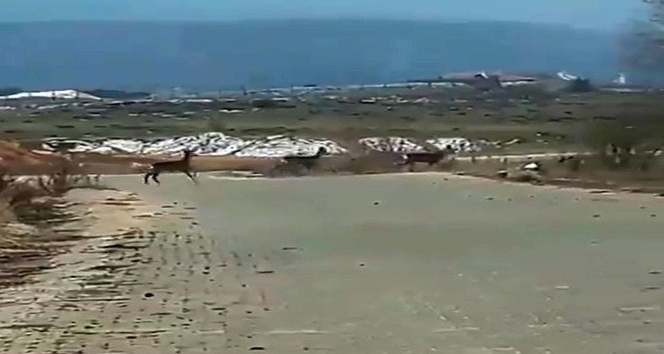 Geyik sürüsü yerleşim alanı yakınlarında görüntülendi