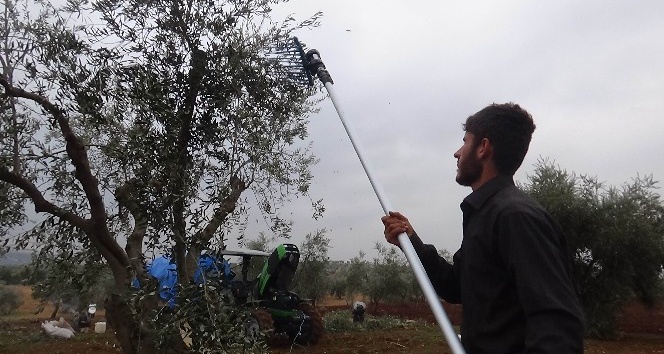 Yağmur nedeniyle ara verilen zeytin hasadı yeniden başladı