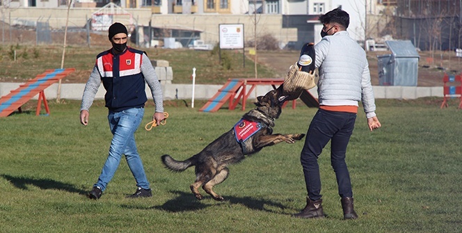Jandarmanın en büyük yardımcısı 'Keskin burunlar' suç ve suçluya göz açtırmıyor