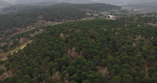 Kemerburgaz Kent Ormanı’nda renk cümbüşü
