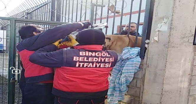 Bingöl’de demir parmaklıklara sıkışan köpek kurtarıldı
