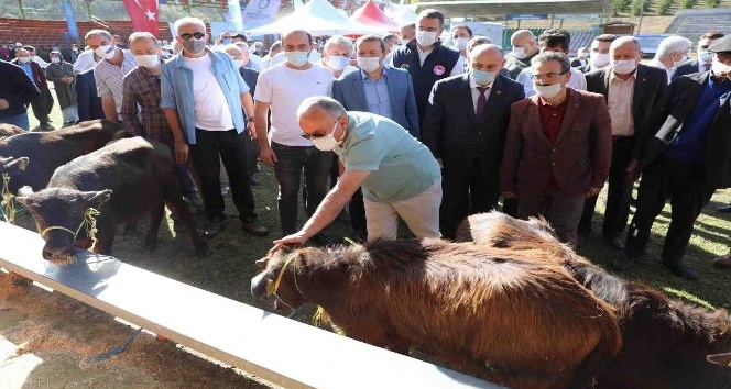 Ordu’da hayvancılık yüz güldürüyor