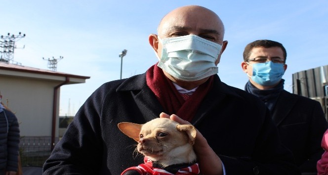 Ses telleri kesilen köpekler sahiplendiriliyor