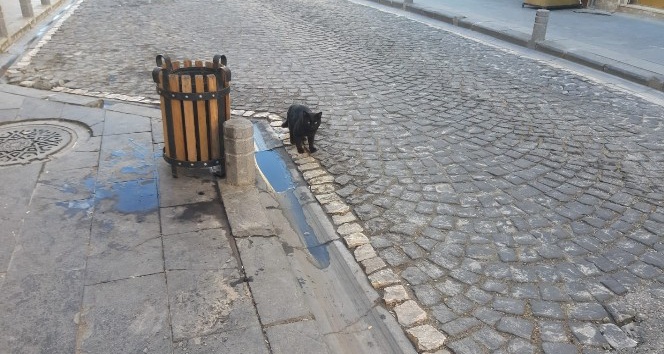 Sokağa çıkma kısıtlaması nedeniyle sokaklar kedi ve köpeklere kaldı