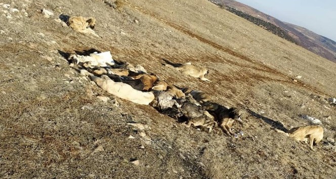 Akıl almaz olay, 29 köpek uyuşturulmuş olarak bulundu
