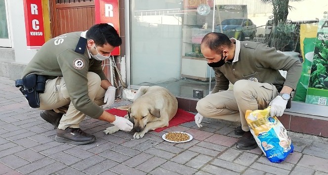 Osmaniye polisi kısıtlamada sokak hayvanlarını unutmadı
