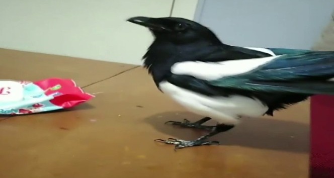Konuşan karga sosyal medyada fenomen oldu