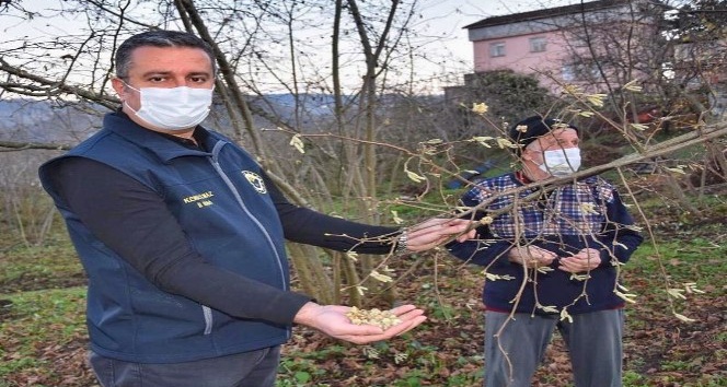 Fındık üreticilerine ‘kozalak akarı’ uyarısı