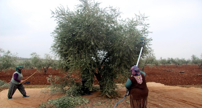 Kilis’te zeytin hasadı devam ediyor