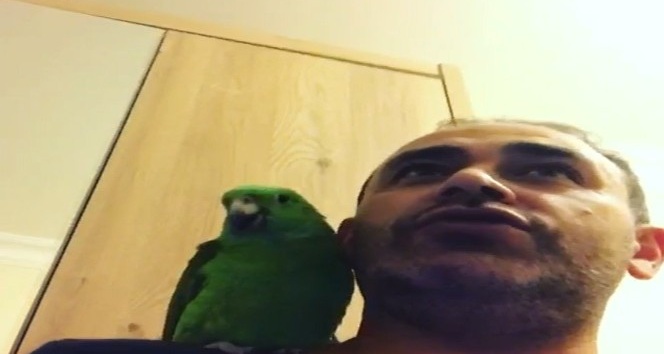 Papağan Melo sosyal medyada fenomen oldu