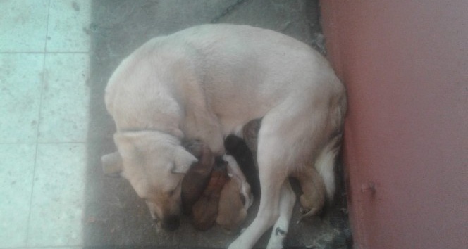 Yavru köpekler donmaktan son anda kurtarıldı