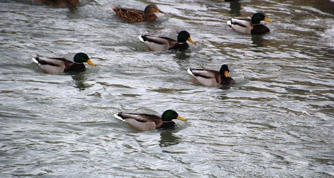 Çoruh Nehrini mesken tutan yeşilbaşlı ördekler unutulmadı