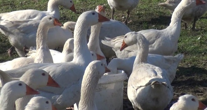 Kentten köye göç eden aile kaz ve tavuk çiftliği kurdu