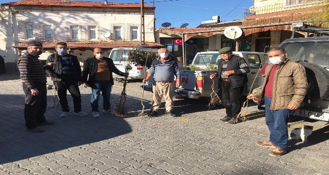 Ürgüp Ziraat Odası üreticilere 2021 adet ayva fidanı dağıttı