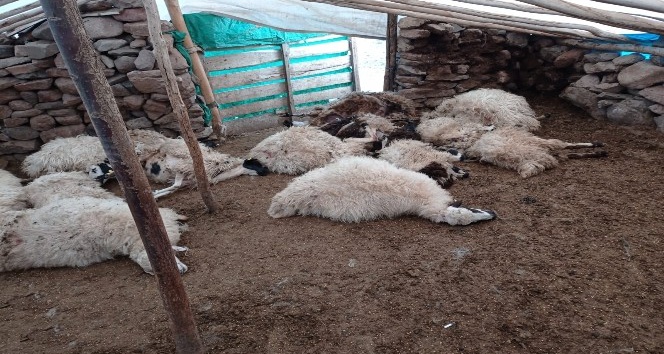 Tunceli’de bir ağılda 27 koyun izdihamdan telef oldu
