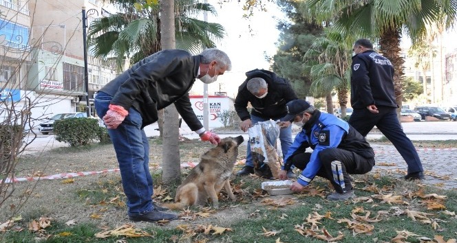Kızıltepe’de sokak hayvanlarının sağlık kontrolleri yapılıyor