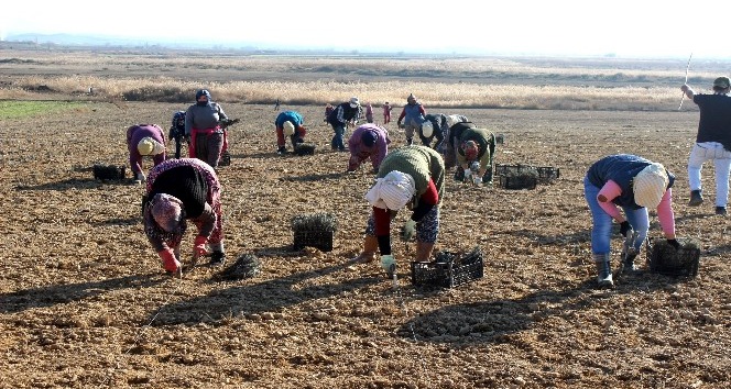 Salihli Ovası lavanta kokacak