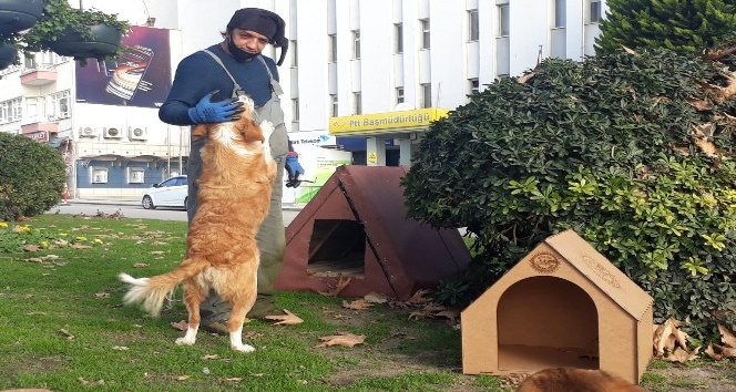 Sinop’ta sokak hayvanları bu kış üşümeyecek