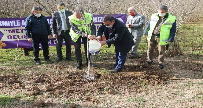 Ordu’da her ilçeye ayrı meyve