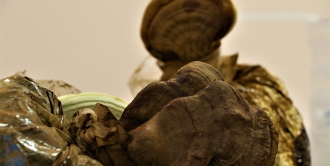 Bu mantar altından pahalı