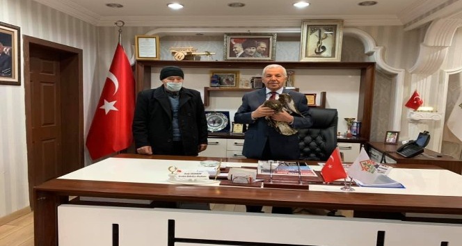 Yaralı şahin tedavi altına alındı