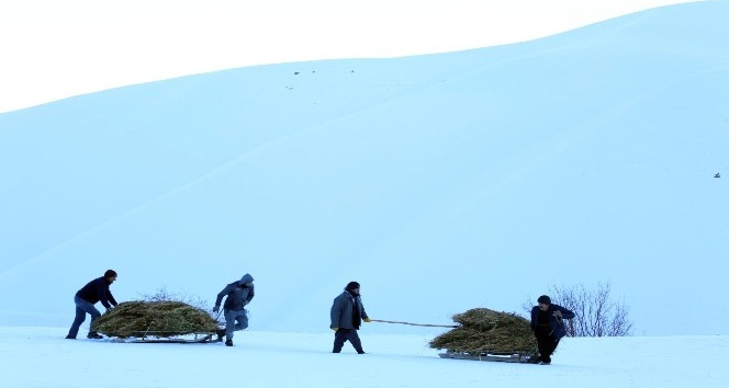 Yüksekovalı çiftçiler soğuk havaya rağmen dağdan kızakla ot taşıyor