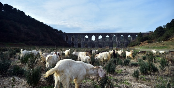 İstanbul’da kuraklık nedeniyle balıkların yüzdüğü baraj, koyunlara kaldı