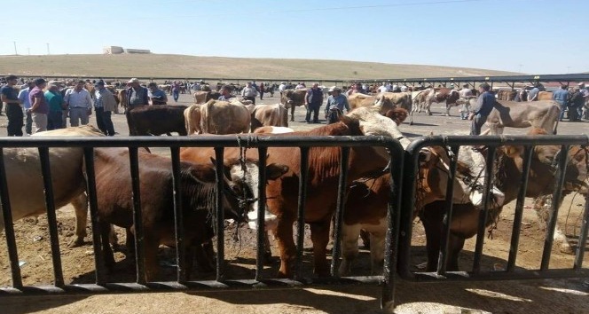Bayburt’ta Covid-19 tedbirleri kapsamında faaliyeti durdurulan hayvan pazarı açılıyor