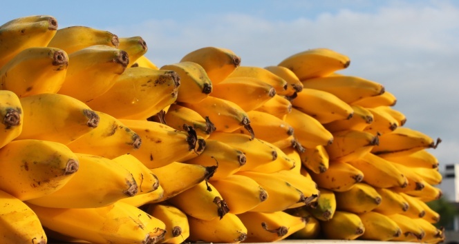 Erdemli muzu artık coğrafi işaret tescilli