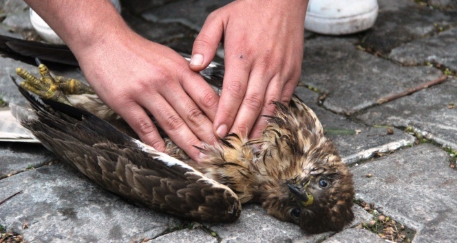 Ağaçtan düşen şahinin kalbi durunca kalp masajı yaptılar