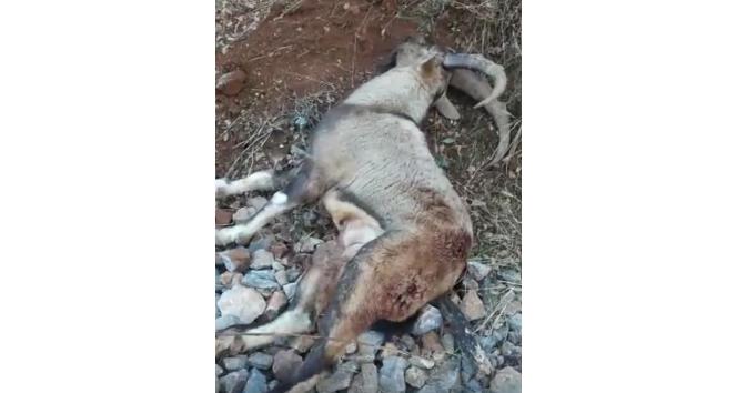 Tunceli’de vurulan dağ keçisi telef oldu