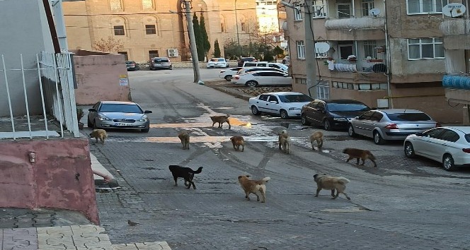Mardin’de vatandaşlar sokakta gezen başıboş köpeklerden rahatsız