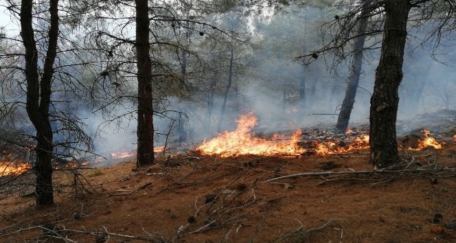 Tokat’ta orman yangını