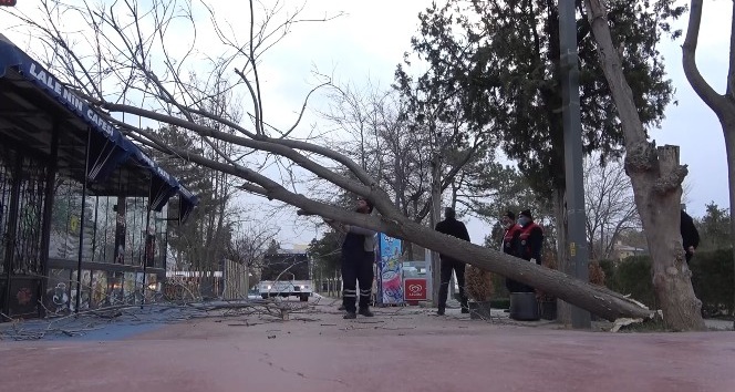 Kırıkkale’de kuvvetli rüzgar ağaçları yerinden söktü, 1 işyeri zarar gördü