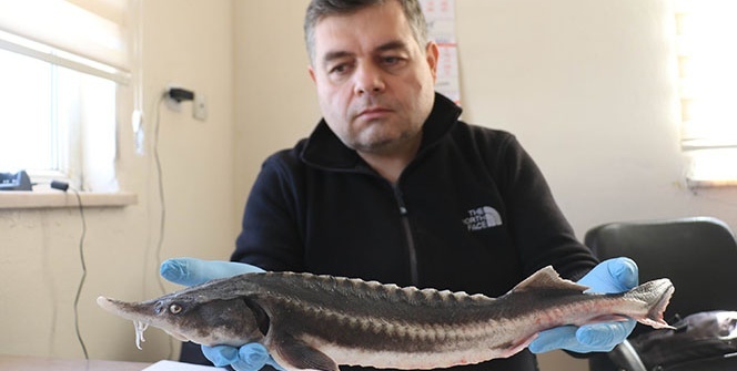 Dünyanın en pahalı yiyeceği! Kilosu 85 bin TL