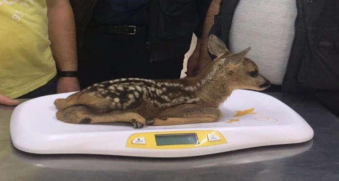Kastamonu’da 2020 yılında 79 yaban hayvanı tedavi edildi