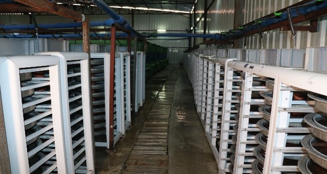 (Özel Haber) Türkiye’nin balık üretim merkezi: Fırat Nehri
