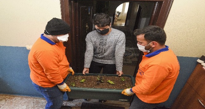 Muratpaşa Belediyesi’nden saksıda marul,maydonoz ve fesleğen dağıtımı