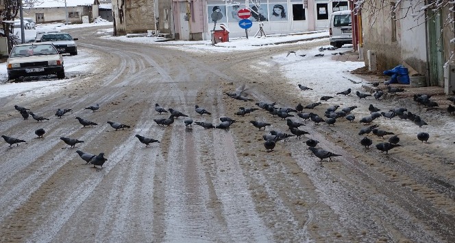 Güvercinlerin karda yiyecek bulma telaşı