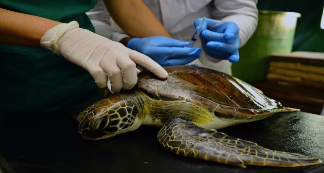 Yaralı yeşil deniz kaplumbağası tedaviye alındı