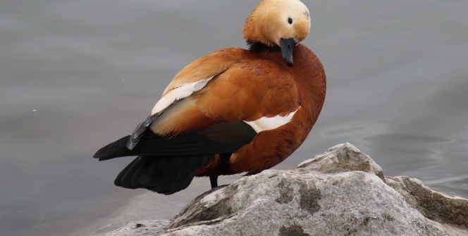 Karla kaplanan Ankara’nın güzelliği nefes kesti