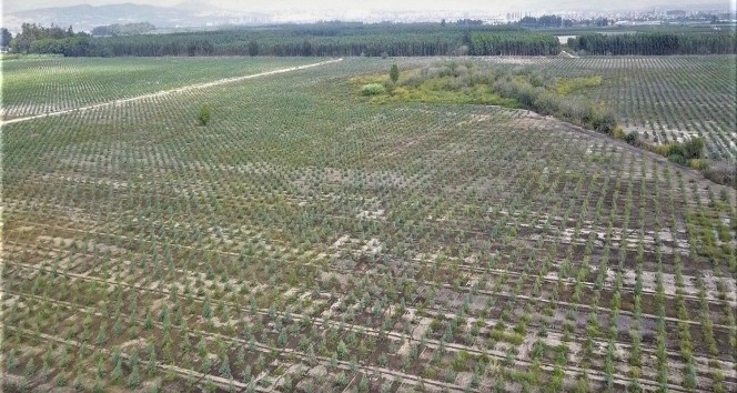 Mersin’de 2020 yılında bin 200 hektar alan ağaçlandırıldı