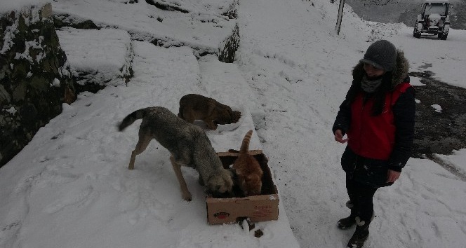 Karda aç kalan sokak hayvanlarını su ve mama bıraktılar