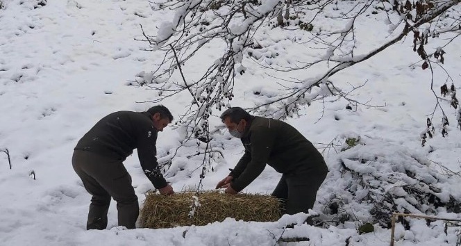 Artvin’de çetin kış şartları nedeniyle yaban hayvanları için doğaya yem bırakıldı